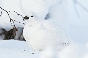 Images Dated 28th June 2014: Moerassneeuwhoen, Willow Ptarmigan, Lagopus lagopus