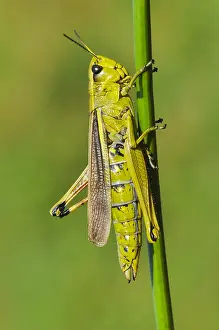 Zuyderduyn Prints: Moerassprinkhaan, Large Marsh Grasshopper, Stethophyma grossum