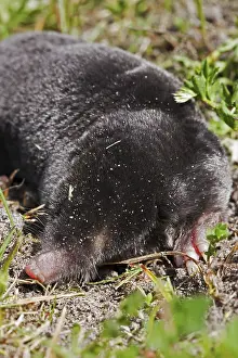 Europaea Prints: Mol, European Mole, Talpa europaea
