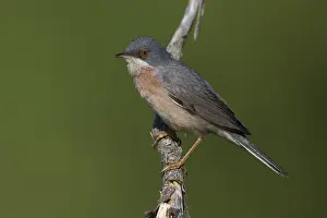 Images Dated 5th June 2015: Moltoni's Baardgrasmus, Moltoni's Warbler; Sylvia subalpina