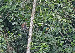 Gabon Prints: Mona Monkey, Cercopithecus mona
