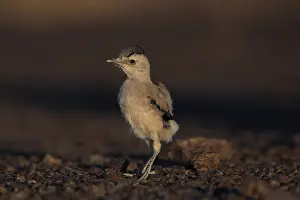 Desertbird Prints: Mongolian Ground-Jay or Henderson's Ground-Jay, Podoces hendersoni