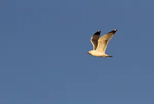 2014 Prints: Mongolian gull, Larus mongolicus