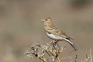 Kortteenleeuwerik Prints: Mongoolse Kortteenleeuwerik, Asian Short-toed Lark, Alaudala che