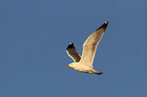 2014 Prints: Mongoolse Meeuw, Mongolian Gull, Larus vegae mongolicus