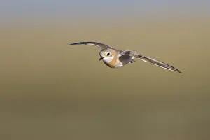 Adult Female Prints: Mongoolse Plevier, Lesser Sand Plover, Charadrius mongolus pamir