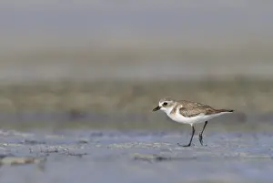 Images Dated 1st February 2013: Mongoolse Plevier, Lesser Sand Plover, Charadrius mongolus