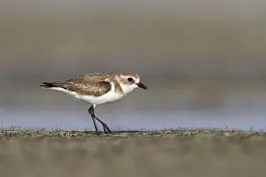 Images Dated 1st February 2013: Mongoolse Plevier, Lesser Sand Plover, Charadrius mongolus