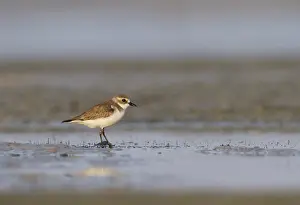 Images Dated 1st February 2013: Mongoolse Plevier, Lesser Sand Plover, Charadrius mongolus