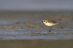 Images Dated 1st February 2013: Mongoolse Plevier, Lesser Sand Plover, Charadrius mongolus