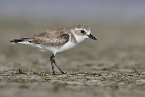 Images Dated 1st February 2013: Mongoolse Plevier, Lesser Sand Plover, Charadrius mongolus
