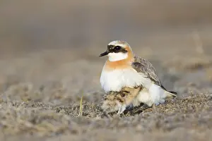 Adult Male Prints: Mongoolse Plevier, Lesser Sand Plover, Charadrius mongolus pamir