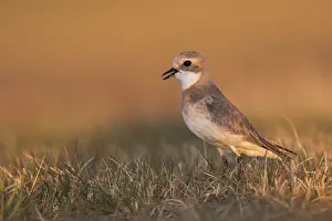 Adult Female Prints: Mongoolse Plevier, Lesser Sand Plover, Charadrius mongolus pamir
