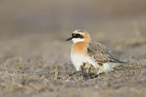 Adult Male Prints: Mongoolse Plevier, Lesser Sand Plover, Charadrius mongolus pamir