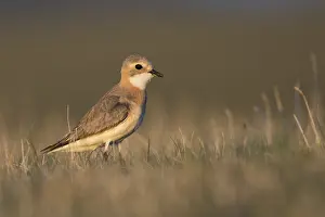 Adult Female Prints: Mongoolse Plevier, Lesser Sand Plover, Charadrius mongolus pamir