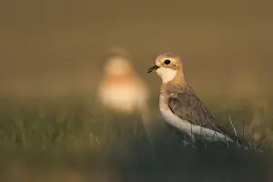 Adult Female Prints: Mongoolse Plevier, Lesser Sand Plover, Charadrius mongolus pamir