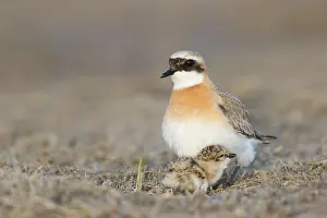 Adult Male Prints: Mongoolse Plevier, Lesser Sand Plover, Charadrius mongolus pamir