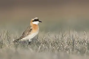 Adult Male Prints: Mongoolse Plevier, Lesser Sand Plover, Charadrius mongolus pamir