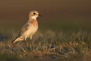 Adult Female Prints: Mongoolse Plevier, Lesser Sand Plover, Charadrius mongolus pamir