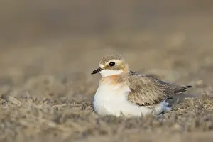 Adult Female Prints: Mongoolse Plevier, Lesser Sand Plover, Charadrius mongolus pamir