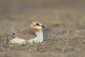 Adult Female Prints: Mongoolse Plevier, Lesser Sand Plover, Charadrius mongolus pamir