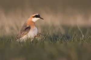 Adult Male Prints: Mongoolse Plevier, Lesser Sand Plover, Charadrius mongolus pamir