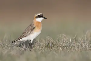 Adult Male Prints: Mongoolse Plevier, Lesser Sand Plover, Charadrius mongolus pamir