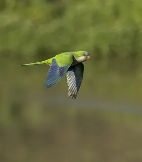 Images Dated 18th May 2023: Monk Parakeet, Myiopsitta monachus