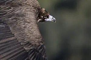 2015 Prints: Monniksgier, Cinereous vulture, Aegypius monachus