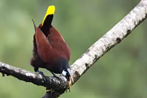 2012 Prints: Montezumaoropendola, Montezuma Oropendola, Psarocolius montezuma