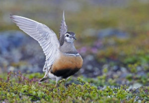 Images Dated 17th June 2007: Morinelplevier, Eurasian Dotterel, Charadrius morinellus