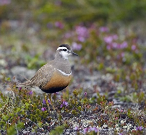 Images Dated 30th June 2004: Morinelplevier, Eurasian Dotterel, Charadrius morinellus