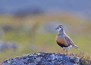 Images Dated 17th June 2007: Morinelplevier, Eurasian Dotterel, Charadrius morinellus