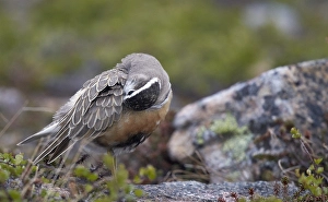 Images Dated 27th June 2014: Morinelplevier, Eurasian Dotterel, Charadrius morinellus
