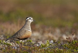 Images Dated 28th June 2014: Morinelplevier, Eurasian Dotterel, Charadrius morinellus