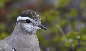 Images Dated 27th June 2014: Morinelplevier, Eurasian Dotterel, Charadrius morinellus