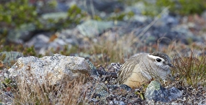Images Dated 28th June 2014: Morinelplevier, Eurasian Dotterel, Charadrius morinellus