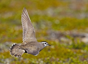Images Dated 17th June 2007: Morinelplevier, Eurasian Dotterel, Charadrius morinellus