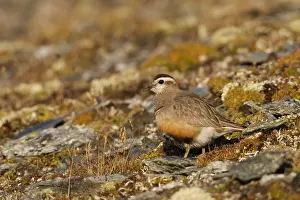Wirbeltiere Prints: Morinelplevier, Eurasian Dotterel, Charadrius morinellus