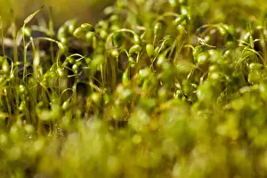Licht Prints: Mos, Moss