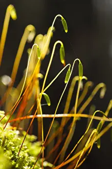 Licht Prints: Mos, Moss
