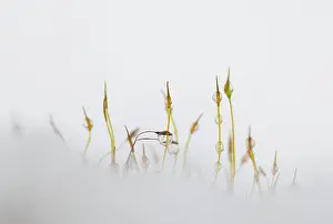 Reflectie Prints: Mos, Moss