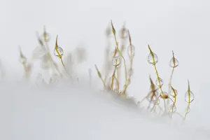 Reflectie Prints: Mos, Moss