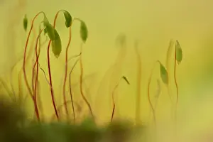 Reflectie Prints: Mos, Moss