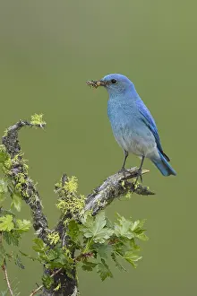 Images Dated 12th June 2015: Mountain Bluebird, Sialia currucoides