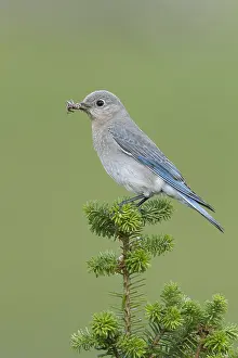 Images Dated 12th June 2015: Mountain Bluebird, Sialia currucoides