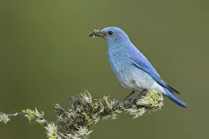 Images Dated 12th June 2015: Mountain Bluebird, Sialia currucoides