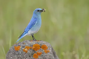 Images Dated 12th June 2015: Mountain Bluebird, Sialia currucoides