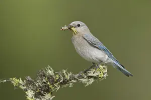 Images Dated 12th June 2015: Mountain Bluebird, Sialia currucoides