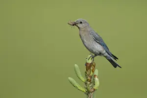 Images Dated 12th June 2015: Mountain Bluebird, Sialia currucoides